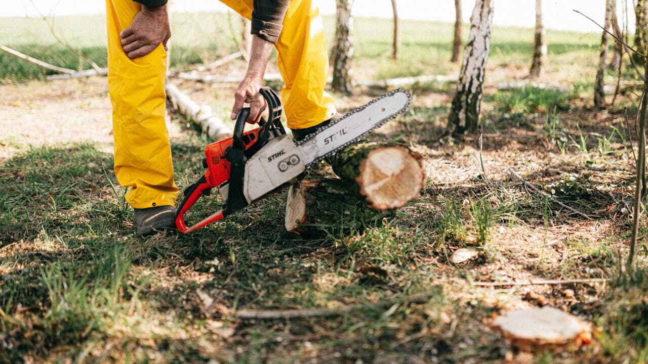 The Steps Involved in Our Tree Care Process in North Bend, OR